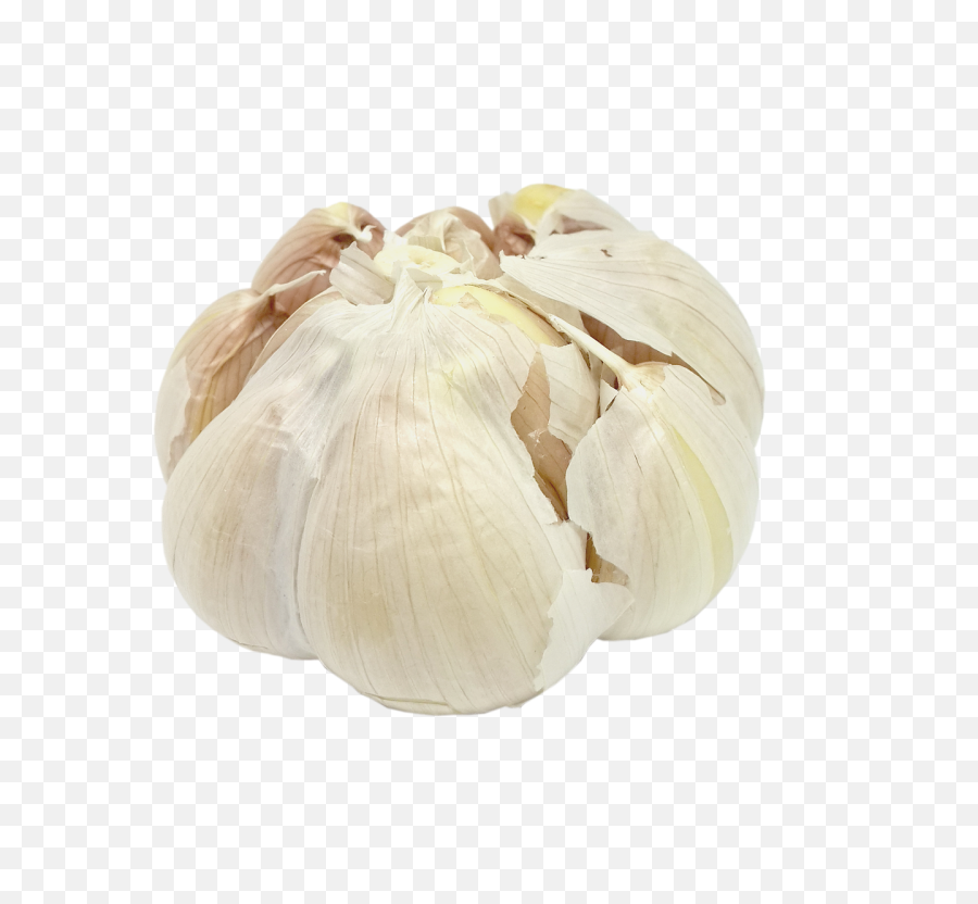 Free Photos Transparent Background Search Download - Garlic Png,Elephant Transparent Background