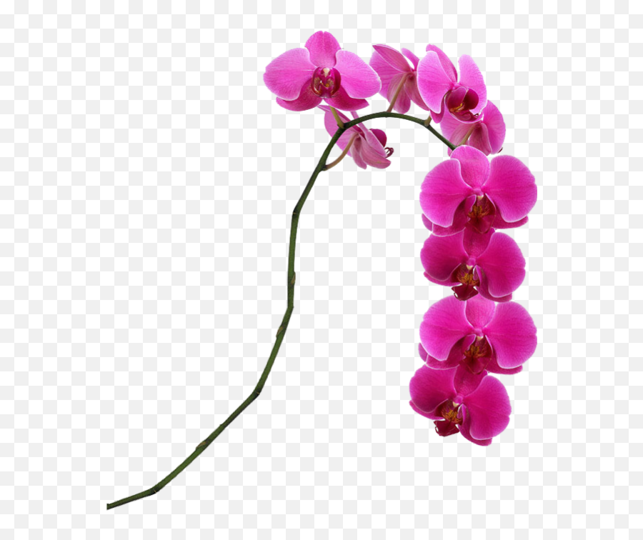 Pink Flower Singapore Moth Slipper - Hot Pink Phalaenopsis Orchids Png,Orchids Png