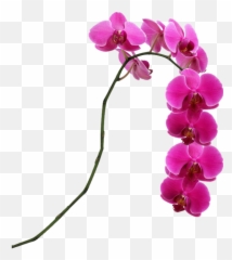 Pink Flower Singapore Moth Slipper - Hot Pink Phalaenopsis Orchids Png,Orchids Png