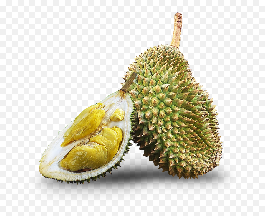 Kampung - Durio Zibethinus Png,Durian Png