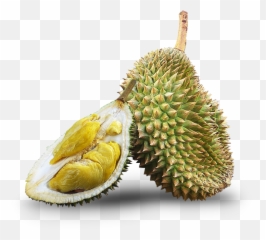 Kampung - Durio Zibethinus Png,Durian Png