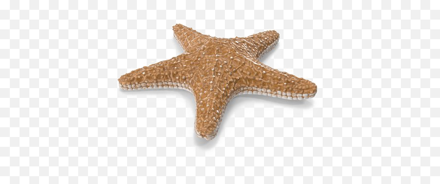 Png Image With Transparent Background - Starfish Without Background Png,Starfish Transparent