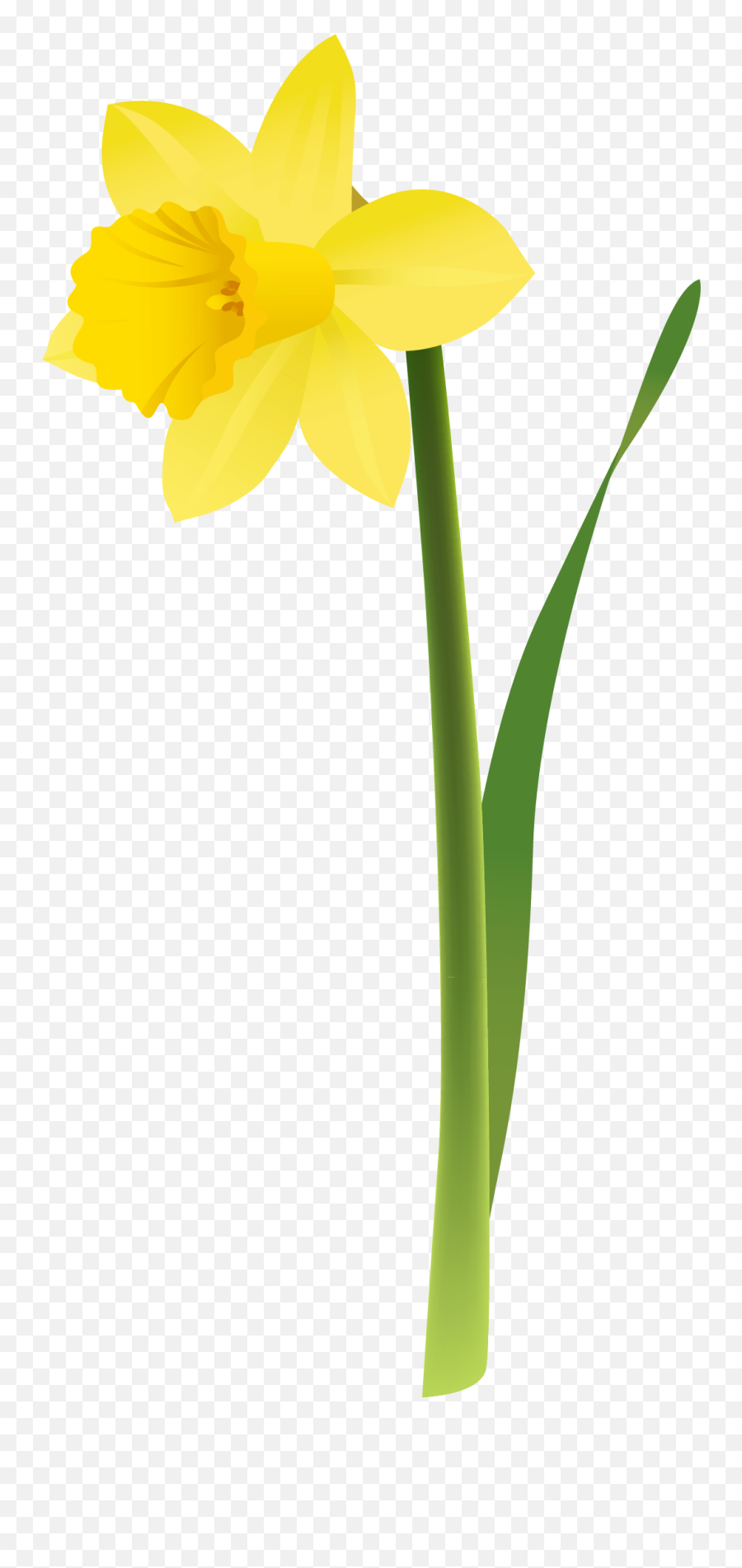 Daffodils Png Picture Hq Image Daffodil Icon