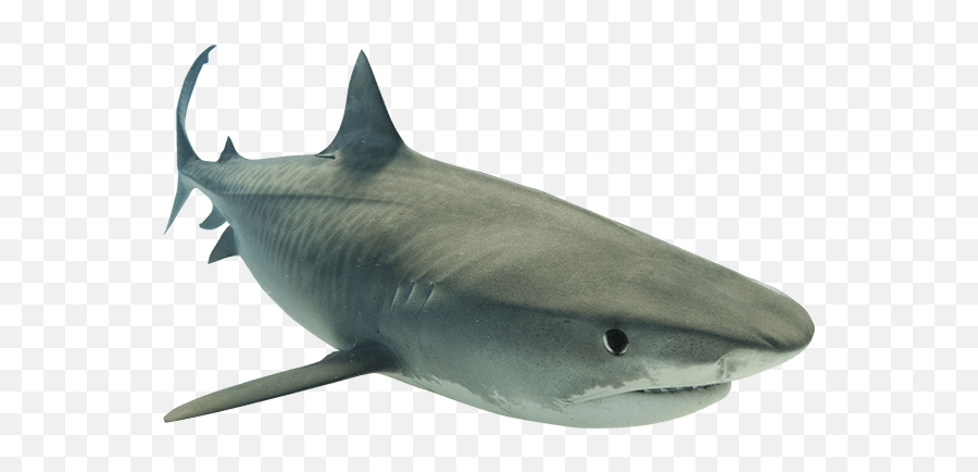 Animal Shark Png Clipart - Transparent Background Shark Transparent Png,Shark Clipart Transparent Background