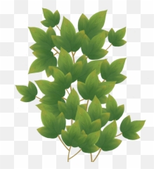 Ohtli U2014 Taylor Kemp - Floral Design Png,Ivy Png