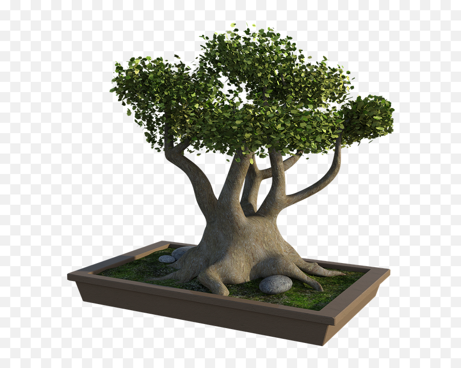 Bonsai Tree Rocks Grass - Bonsai Png,Bonsai Tree Png
