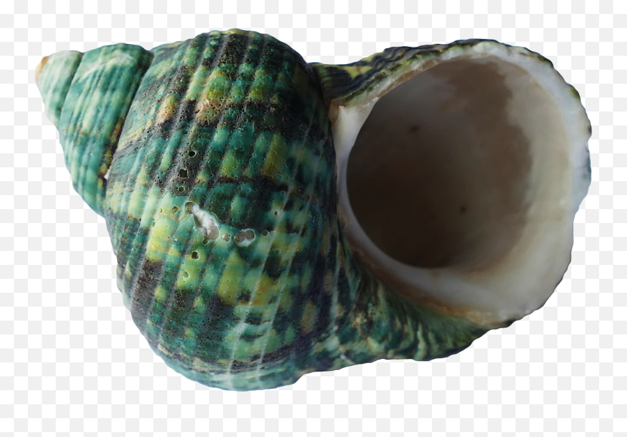 Snappygoat - Shell On Sea Beach Png,Sea Shell Png