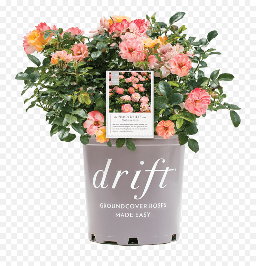 Home - Star Roses And Plants Peach Drift Rose Bush Png,Rose Facebook Icon