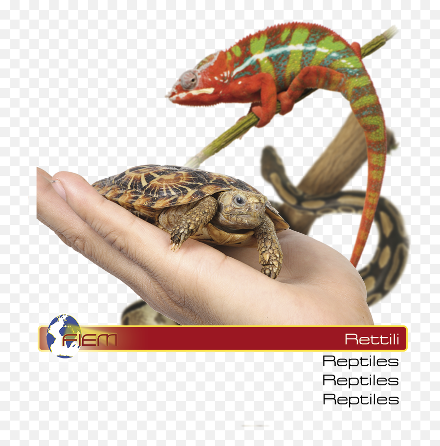 Fiem Incubatrici E Schiuse Dal 1975 - Fiem Incubators And Common Chameleon Png,Reptiles Png