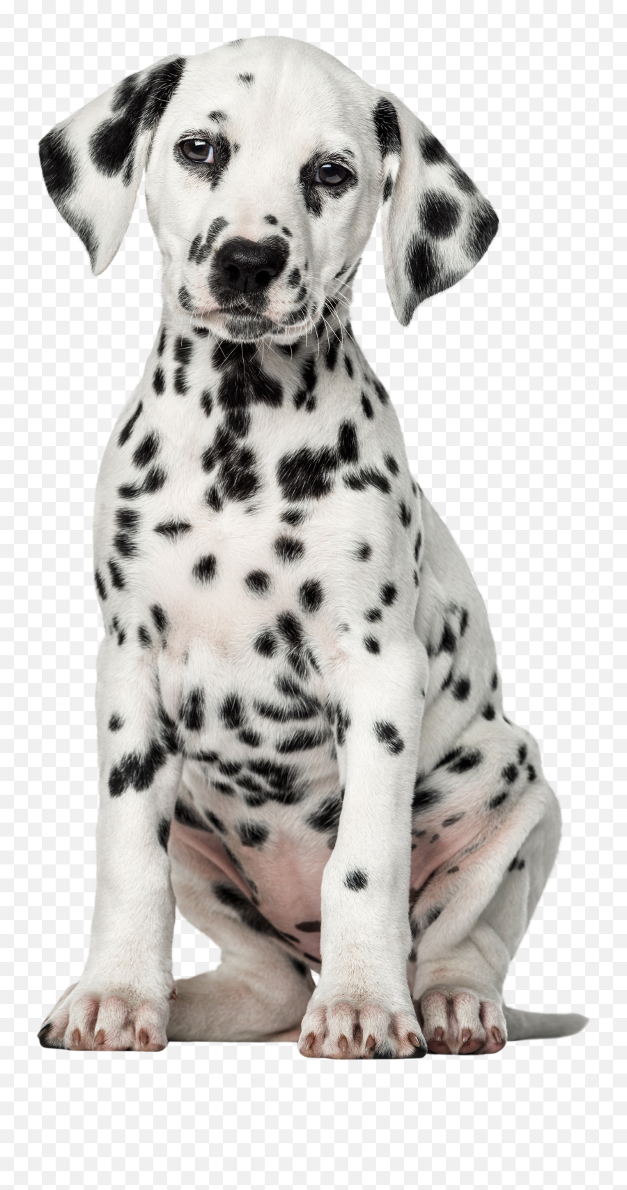 Royalty Free Stock Dog Png Files - Puppy Dalmatian Png,Doge Transparent Background