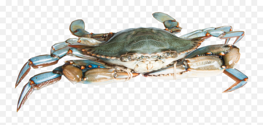 Download Blue Crab - Blue Crab Png,Crab Transparent Background
