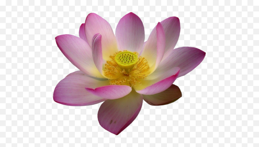 Fleur De Lotus Png 2 Image - Lotus Fleur Png,Lotus Png