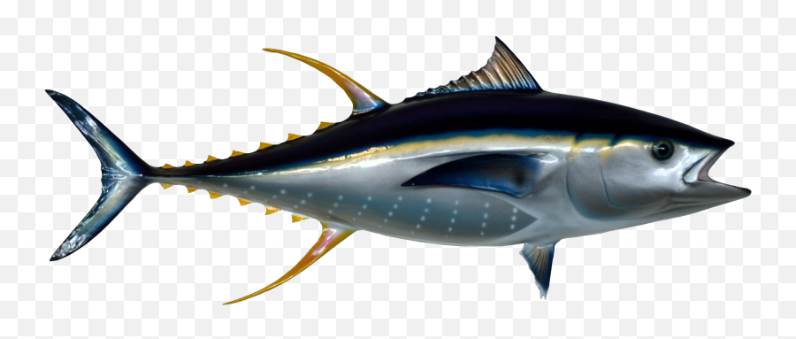 Download Tuna Fish Png Image For Free - Tuna Fish Png,Fish Png Transparent