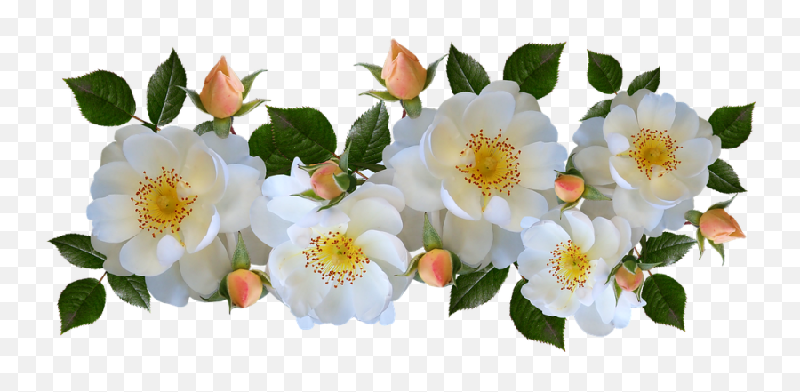 White Rose Bush Png - Roses White Perfume Arrangement Bunch Of White Roses Png,White Roses Png