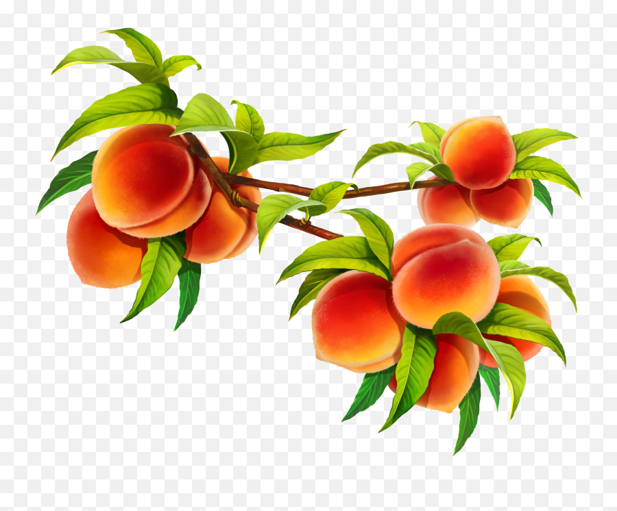 Hd Peach Fruit Png Image Free Download - Peach Branch,Fruit Tree Png