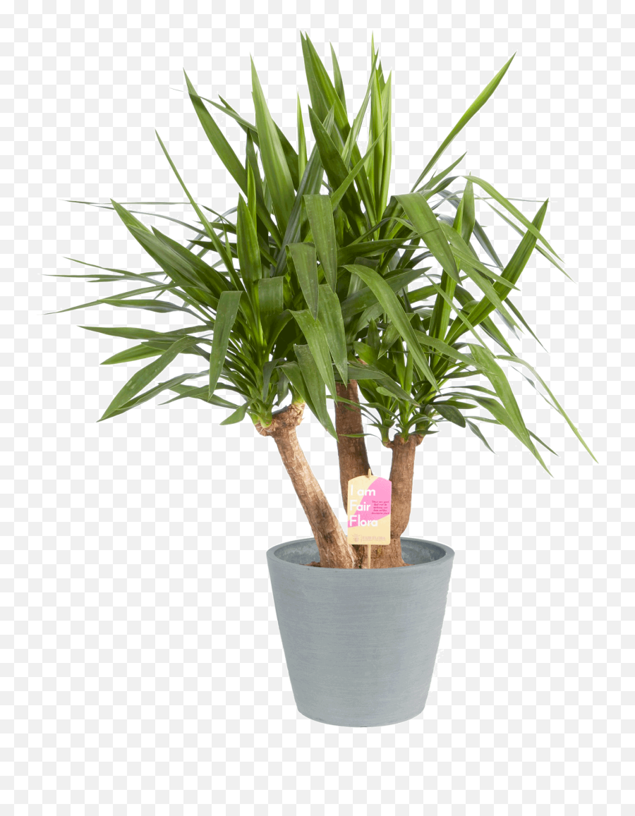 Yucca Elephantipes Gigantea - Dracena Artificial Plant Png,Yucca Png