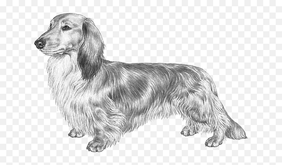 Dachshund Long Haired Fci148 - Long Haired Png Dachshund,Dachshund Png
