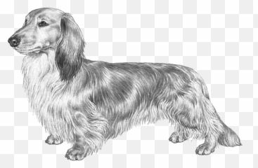 Dachshund Long Haired Fci148 - Long Haired Png Dachshund,Dachshund Png