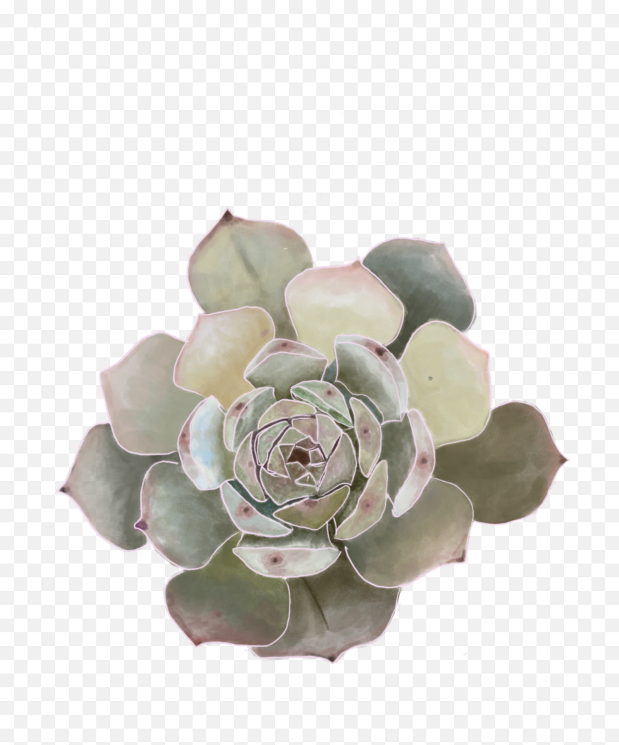 Grey Green Flower Original Ordinary Png Mexican Flowers