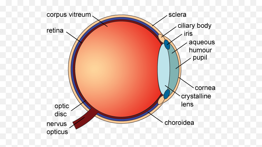 Anatomy Of The Eye Red Rover Ventures - Eye Diagram Aqueous Humor Png,Red Eye Png