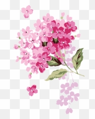 Hydrangea Png Transparent - Adobe Illustrator Flower Design,Hydrangea Png
