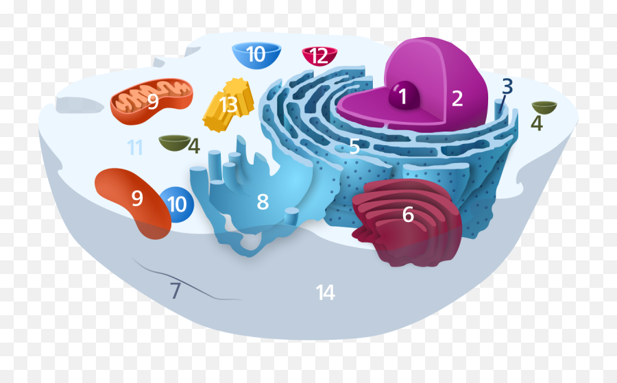 Cell Biology Png Clipart - Cell Biology,Biology Png