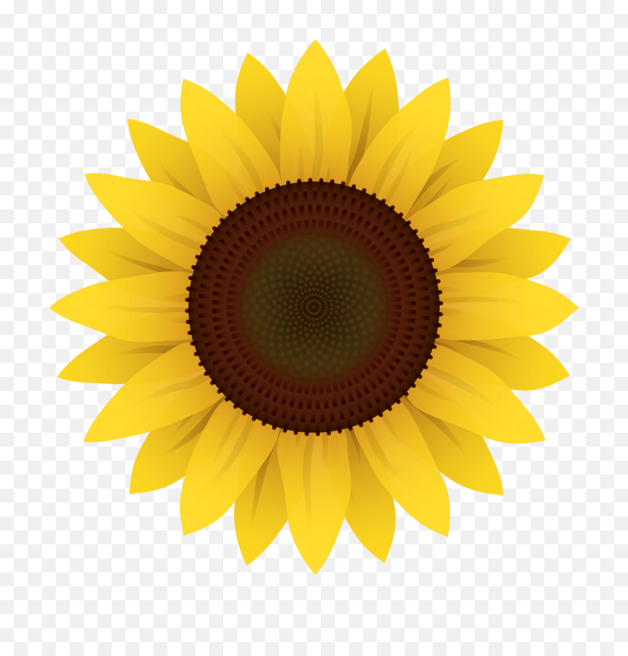 Girasol Blanco Png Transparent Images - Transparent Background Sunflower Clipart,Girasol Png