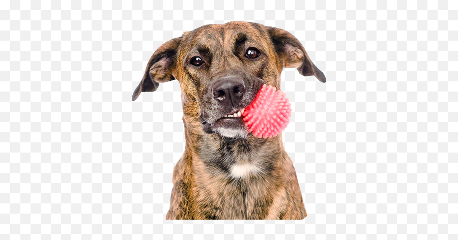 Pet Products - Dog With Toy Png,Dog Toy Png