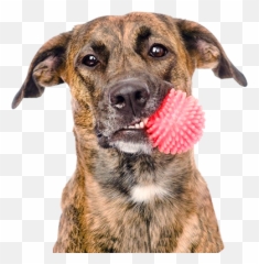 Pet Products - Dog With Toy Png,Dog Toy Png