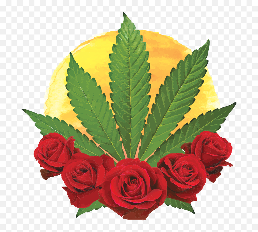 Pile Of Weed Png - Planta De Marihuana Para Dibujar Cannabis Sativa,Weed Png