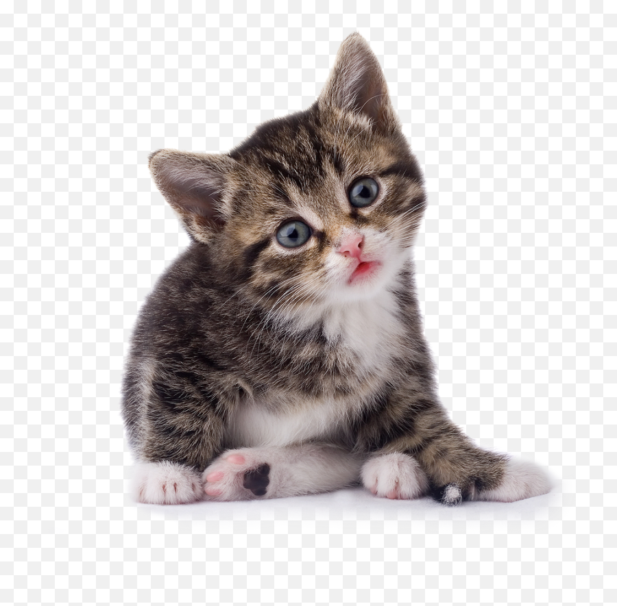Baby Cat Transparent Background Png With