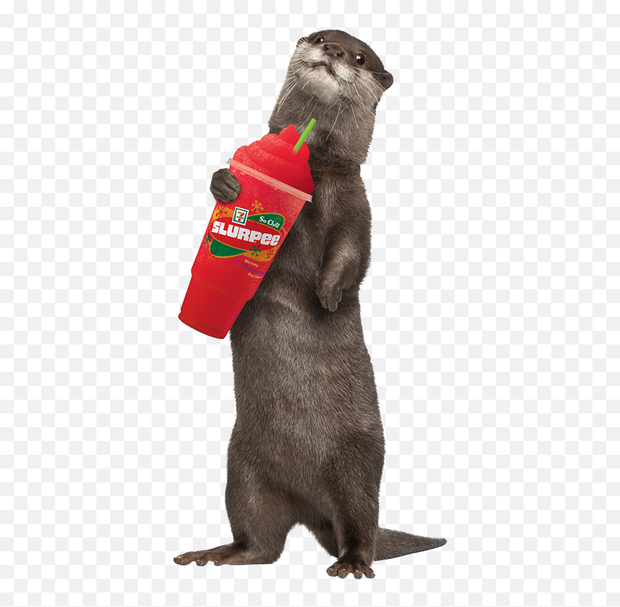 Download Hd In Canada The Average Slurpee Drinker Is A 30 - Sea Otters With A Transparent Background Png,Slurpee Png