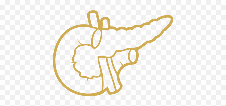 Abdomen Sonography101 - Pancreas Drawing Png,Istock Icon