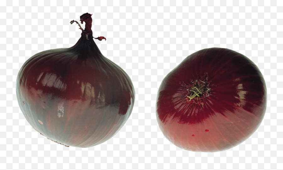 Onion Png Images Free Download - Onion,Onion Png