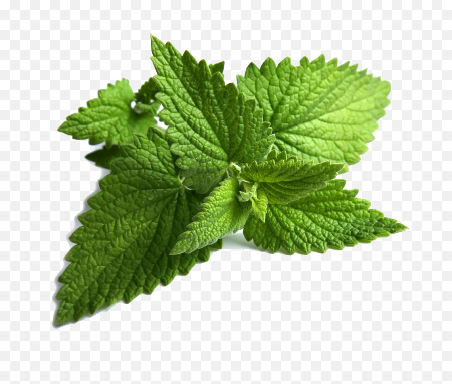 Download Herbs Free Png Transparent - Transparent Background Mint Leaves Png,Herbs Png
