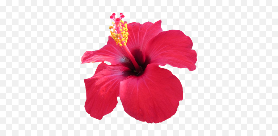 Index Of - Pink Hibiscus Flower Png,Hawaiian Flowers Png