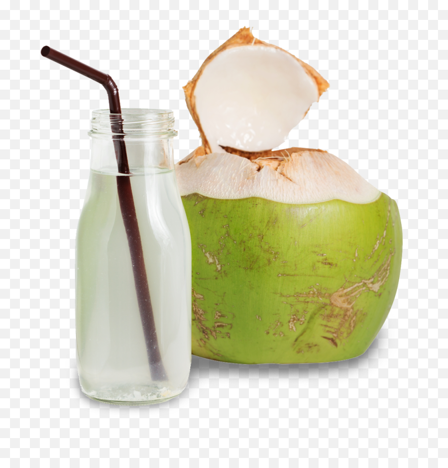 Only Coconuts Png Coconut