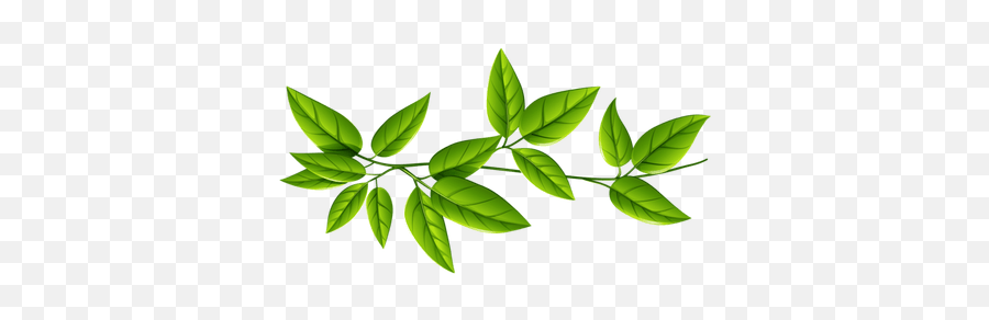 Isolated Star Green Leaf Transparent Png Stickpng - Free Png,Stick Png