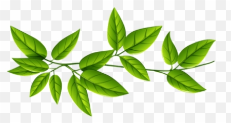 Isolated Star Green Leaf Transparent Png Stickpng - Free Png,Stick Png