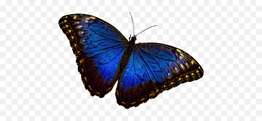 Blue Morpho Butterfly B Kids T - Shirt Png Blue Morpho Butterfly,Blue Butterfly Transparent Background