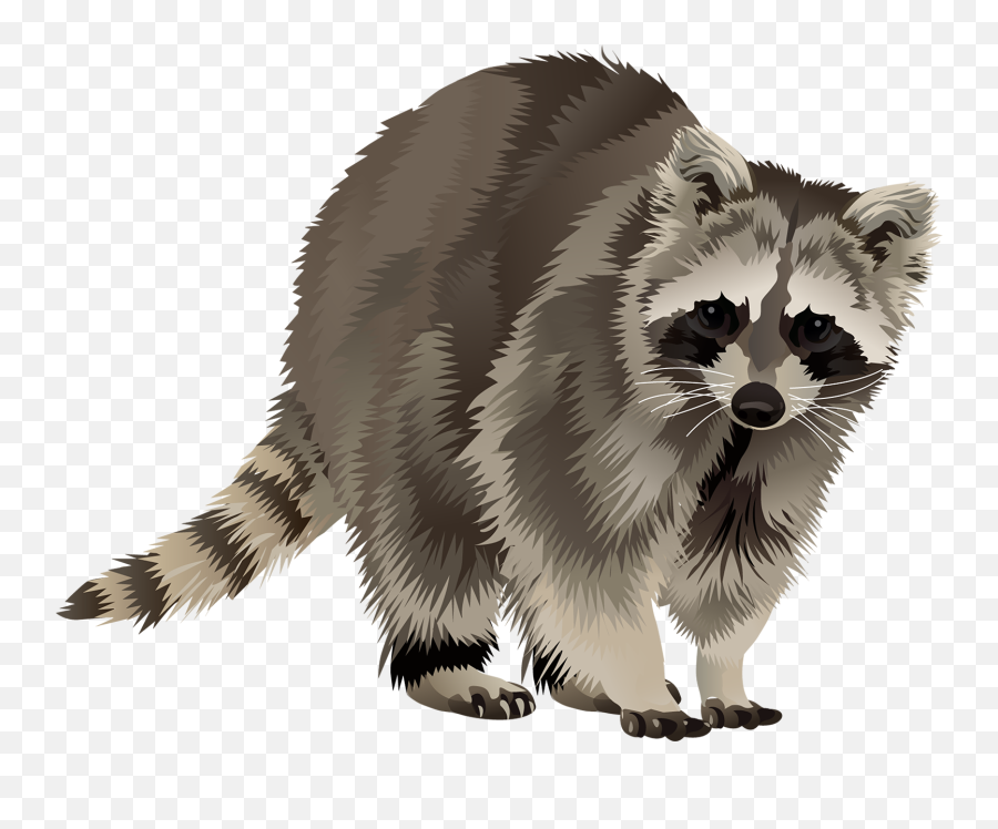 Raccoon T - Shirt Vibrant Vector Transparent Background Racoon Png,Raccoon Png