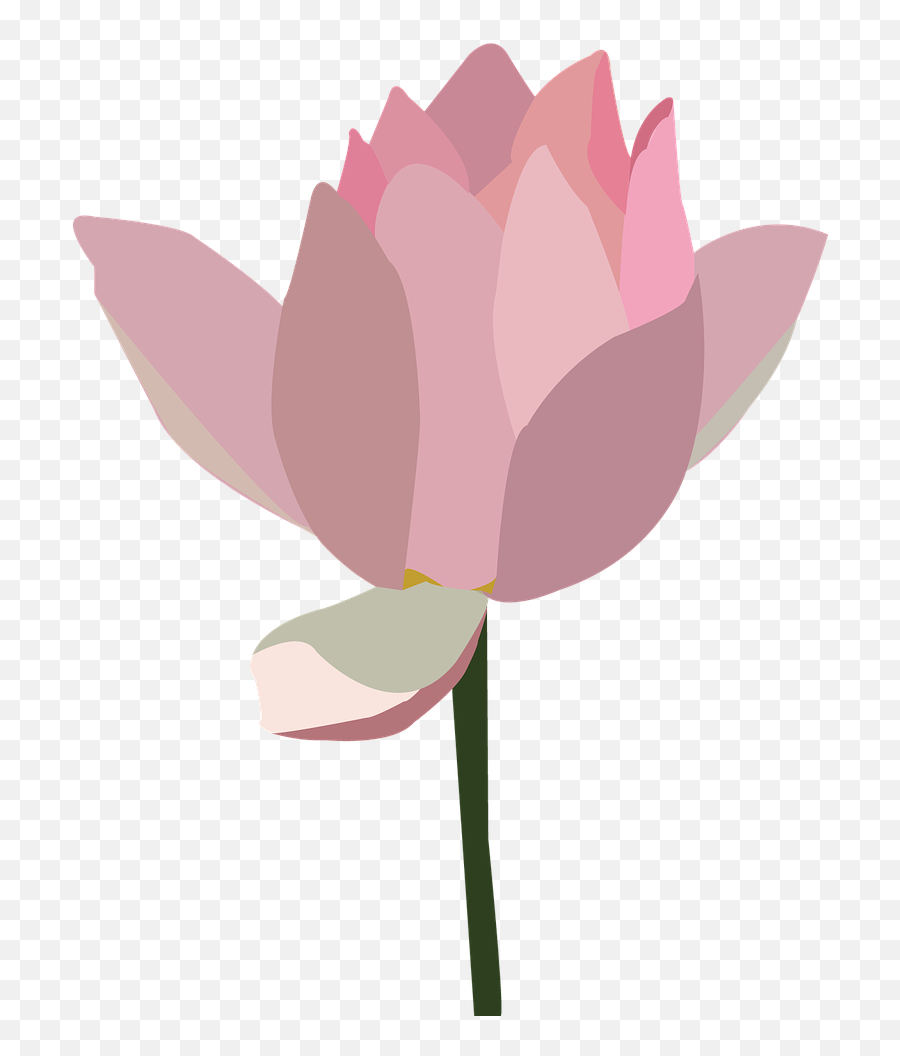 Lotus Pink Flower - Free Image On Pixabay Png,Lotus Png