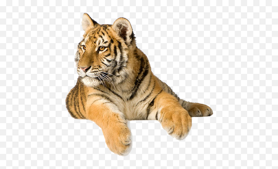 Tiger Png Photo Background