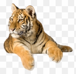 Tiger Png Photo Background