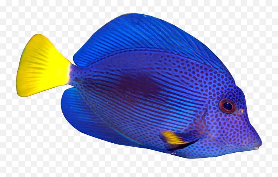 Cute Colorful Fish Png Transparent - Colorful Fish Transparent Background,Fish Png Transparent