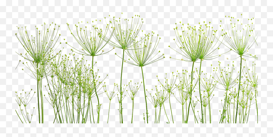 Dandelion Png Image Arts