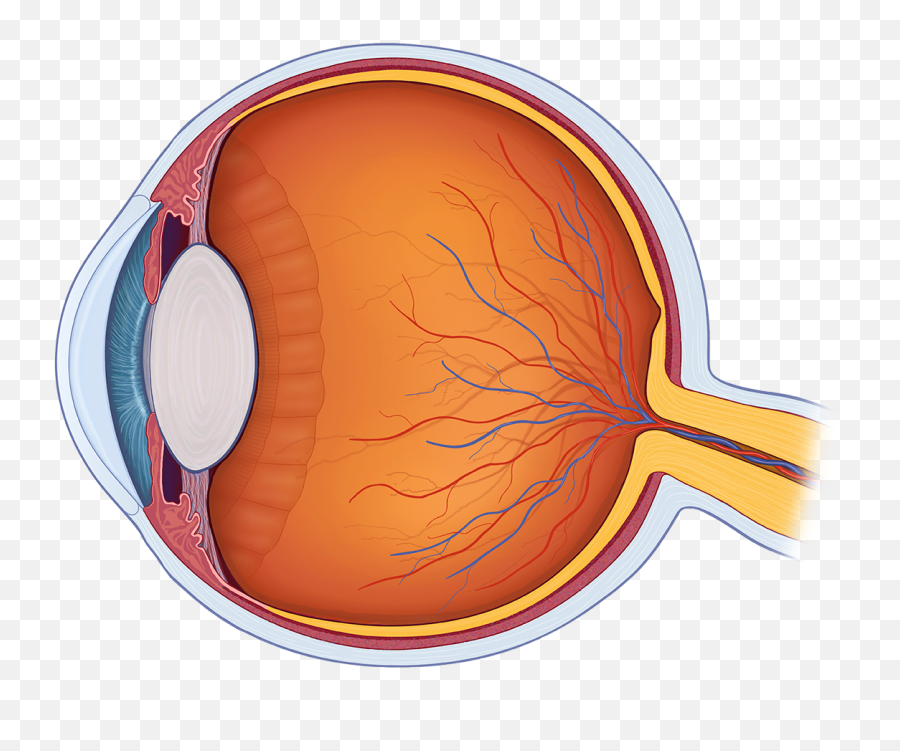 Eye Anatomy Quiz - Review Eye Anatomy Png,Human Eyes Png