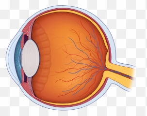 Eye Anatomy Quiz - Review Png