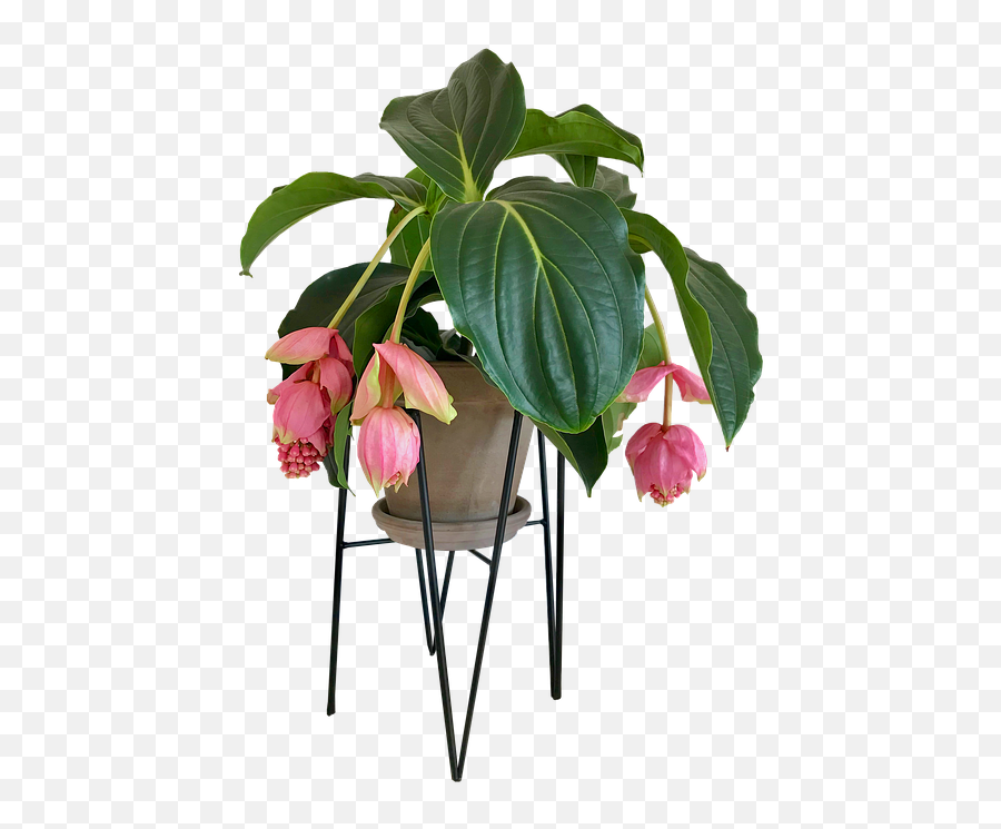 Medinilla Flower House Plant - Indoor Plants Png Transparent,House Plant Png
