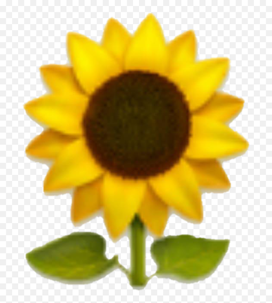 Emoji Sunflower Yellow Yellowflower - Emoji Sunflower Png,Flower Emoji Png